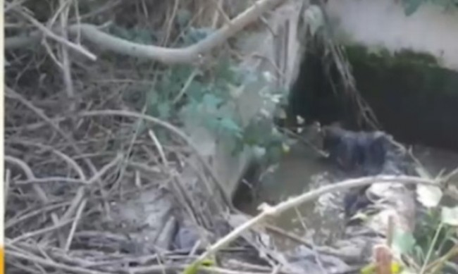 Замърсяват ли се с фекални води Дяволска река и Южния плаж на Приморско? 5 https://netnews.bg/wp-content/uploads/2022/04/d0b7d0b0d0bcd18ad180d181d18fd0b2d0b0d182-d0bbd0b8-d181d0b5-d181-d184d0b5d0bad0b0d0bbd0bdd0b8-d0b2d0bed0b4d0b8-d0b4d18fd0b2d0bed0bbd181.jpg d0b7d0b0d0bcd18ad180d181d18fd0b2d0b0d182 d0bbd0b8 d181d0b5 d181 d184d0b5d0bad0b0d0bbd0bdd0b8 d0b2d0bed0b4d0b8 d0b4d18fd0b2d0bed0bbd181 https://netnews.bg/wp-content/uploads/2022/04/d0b7d0b0d0bcd18ad180d181d18fd0b2d0b0d182-d0bbd0b8-d181d0b5-d181-d184d0b5d0bad0b0d0bbd0bdd0b8-d0b2d0bed0b4d0b8-d0b4d18fd0b2d0bed0bbd181.jpg