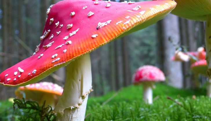 Кои са отровните гъби в България? 6 https://netnews.bg/wp-content/uploads/2023/06/d0bad0bed0b8-d181d0b0-d0bed182d180d0bed0b2d0bdd0b8d182d0b5-d0b3d18ad0b1d0b8-d0b2-d0b1d18ad0bbd0b3d0b0d180d0b8d18f-2.jpg d0bad0bed0b8 d181d0b0 d0bed182d180d0bed0b2d0bdd0b8d182d0b5 d0b3d18ad0b1d0b8 d0b2 d0b1d18ad0bbd0b3d0b0d180d0b8d18f 2 https://netnews.bg/wp-content/uploads/2023/06/d0bad0bed0b8-d181d0b0-d0bed182d180d0bed0b2d0bdd0b8d182d0b5-d0b3d18ad0b1d0b8-d0b2-d0b1d18ad0bbd0b3d0b0d180d0b8d18f-2.jpg