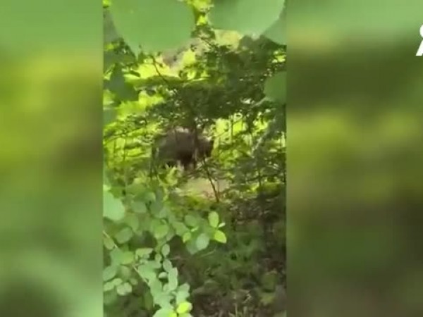 Мечка се разхожда край Априлци, общината: Не я снимайте 5 https://netnews.bg/wp-content/uploads/2023/06/d0bcd0b5d187d0bad0b0-d181d0b5-d180d0b0d0b7d185d0bed0b6d0b4d0b0-d0bad180d0b0d0b9-d0b0d0bfd180d0b8d0bbd186d0b8-d0bed0b1d189d0b8d0bdd0b0.jpg d0bcd0b5d187d0bad0b0 d181d0b5 d180d0b0d0b7d185d0bed0b6d0b4d0b0 d0bad180d0b0d0b9 d0b0d0bfd180d0b8d0bbd186d0b8 d0bed0b1d189d0b8d0bdd0b0 https://netnews.bg/wp-content/uploads/2023/06/d0bcd0b5d187d0bad0b0-d181d0b5-d180d0b0d0b7d185d0bed0b6d0b4d0b0-d0bad180d0b0d0b9-d0b0d0bfd180d0b8d0bbd186d0b8-d0bed0b1d189d0b8d0bdd0b0.jpg