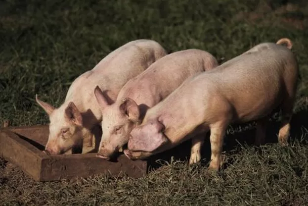 В Ямболско започва активна кампания за регистрация прасета заради африканската чума