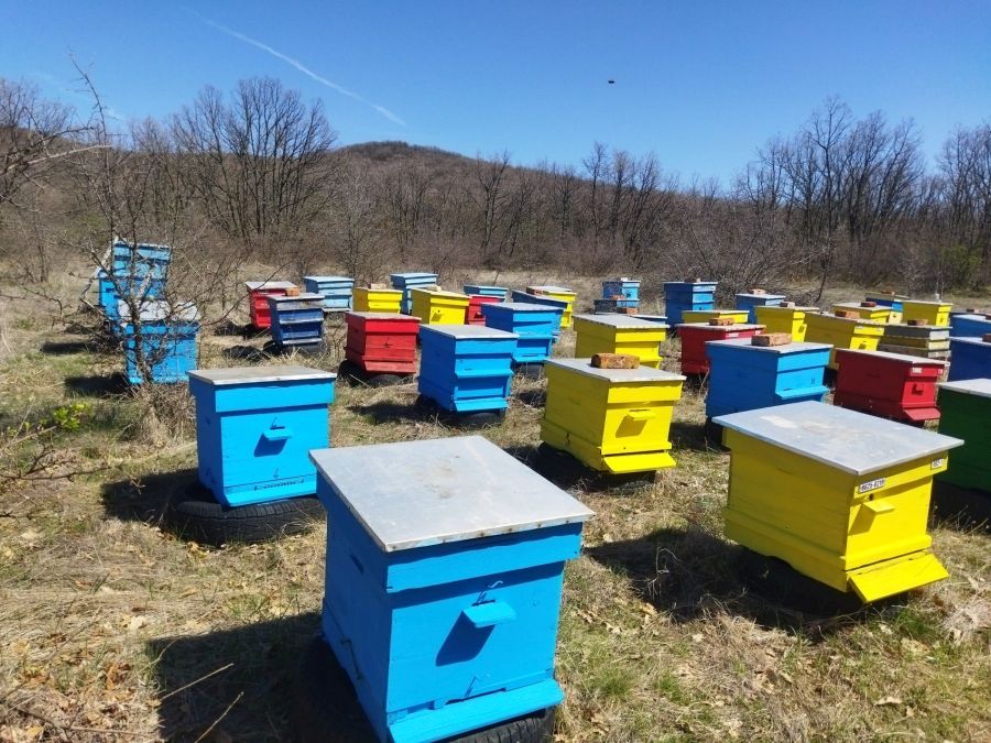 medna ferma sivkovi yambolsko 2 https://netnews.bg/wp-content/uploads/2024/04/pchelna-ferma-sivkovi-yambolsko-kolazh.png