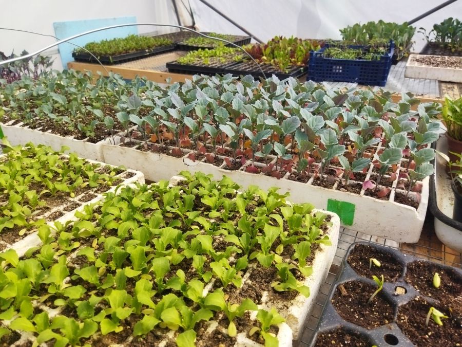nordig ferma s hanovo obsthina tundzha oblast yambol 4 https://netnews.bg/wp-content/uploads/2024/04/nordig-ferma-s-hanovo-obsthina-tundzha-oblast-yambol-1-1.jpg