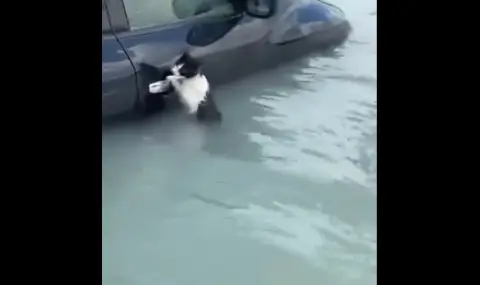 В Дубай спасиха от наводнението котка, забила нокти в дръжка на автомобилна врата (ВИДЕО)
