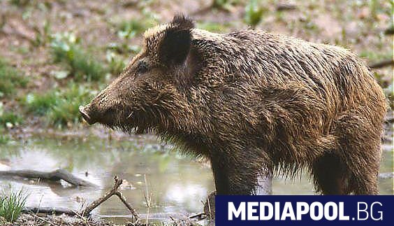Груповият лов на дива свиня и местен дребен дивеч ще бъде открит в събота 2 https://netnews.bg/wp-content/uploads/2024/10/grupoviyat-lov-na-diva-svinya-i-mesten-dreben-divech-sthe-bade-otkrit-v-sabota-2.jpg grupoviyat lov na diva svinya i mesten dreben divech sthe bade otkrit v sabota https://netnews.bg/wp-content/uploads/2024/10/grupoviyat-lov-na-diva-svinya-i-mesten-dreben-divech-sthe-bade-otkrit-v-sabota-2.jpg