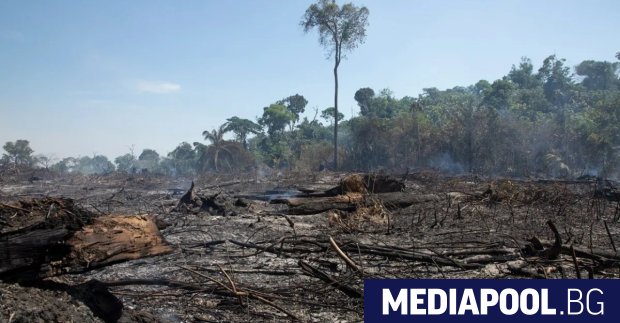 samo hrastalaczi amazonskata tropicheska gora e blizo do kritichna tochka https://netnews.bg/wp-content/uploads/2024/10/samo-hrastalaczi-amazonskata-tropicheska-gora-e-blizo-do-kritichna-tochka-2.jpg