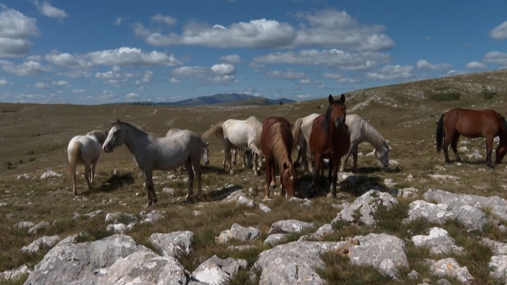 zastho ima stoticzi divi kone v planinite na bosna i herczegovina 2 https://netnews.bg/wp-content/uploads/2024/10/zastho-ima-stoticzi-divi-kone-v-planinite-na-bosna-i-herczegovina-2.jpg
