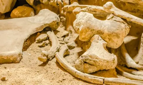 kosti na mamut v muzei v alaska se okazaha nakit 1 https://netnews.bg/wp-content/uploads/2026/01/kosti-na-mamut-v-muzei-v-alaska-se-okazaha-nakit-1.webp