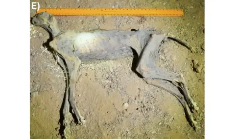 nameriha sedem mumificirani gepardi v peshteri na sauditska arabia 1 https://netnews.bg/wp-content/uploads/2026/01/nameriha-sedem-mumificirani-gepardi-v-peshteri-na-sauditska-arabia-1.webp