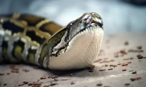 В Тайван откриха гигантски прешлен от питон на стотици хиляди години 5 https://netnews.bg/wp-content/uploads/2026/02/v-taivan-otkriha-gigantski-preshlen-ot-piton-na-stotici-hiladi-godini-1.webp v taivan otkriha gigantski preshlen ot piton na stotici hiladi godini 1 https://netnews.bg/wp-content/uploads/2026/02/v-taivan-otkriha-gigantski-preshlen-ot-piton-na-stotici-hiladi-godini-1.webp