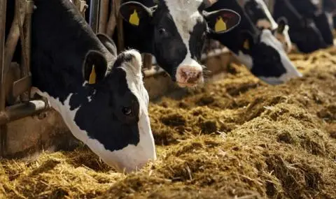 babh ima opasnost meso ot ognishte s antraks v silistrensko da e razprostraneno i na drugi mesta 1 https://netnews.bg/wp-content/uploads/2026/04/babh-ima-opasnost-meso-ot-ognishte-s-antraks-v-silistrensko-da-e-razprostraneno-i-na-drugi-mesta-1.webp