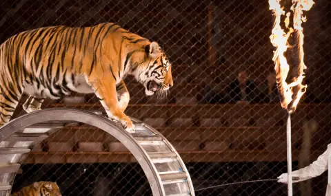 tigar skochi v publikata po vreme na cirkovo shou v rusia video 1 https://netnews.bg/wp-content/uploads/2026/04/tigar-skochi-v-publikata-po-vreme-na-cirkovo-shou-v-rusia-video-1.webp